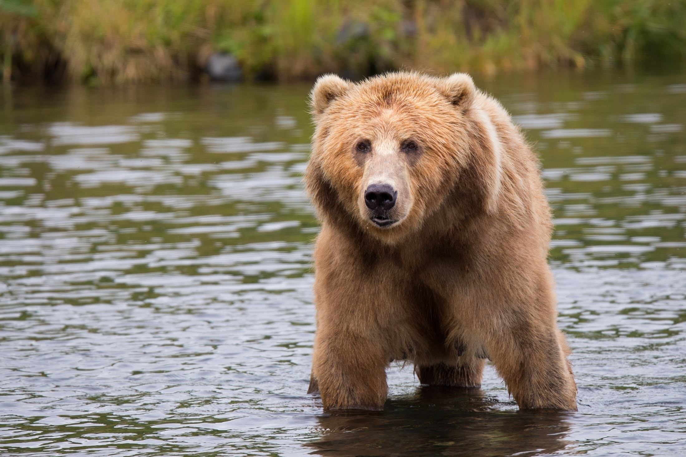 free to use (CC0),  Brown Bear on a Body of Water, https://www.pexels.com
