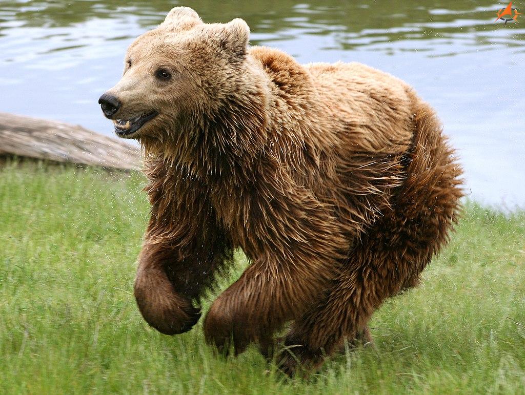 Niedźwiedź brunatnyUrsusarctosarctosrunning