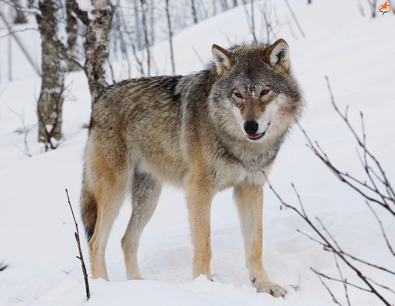 Eurasischer Wolf2