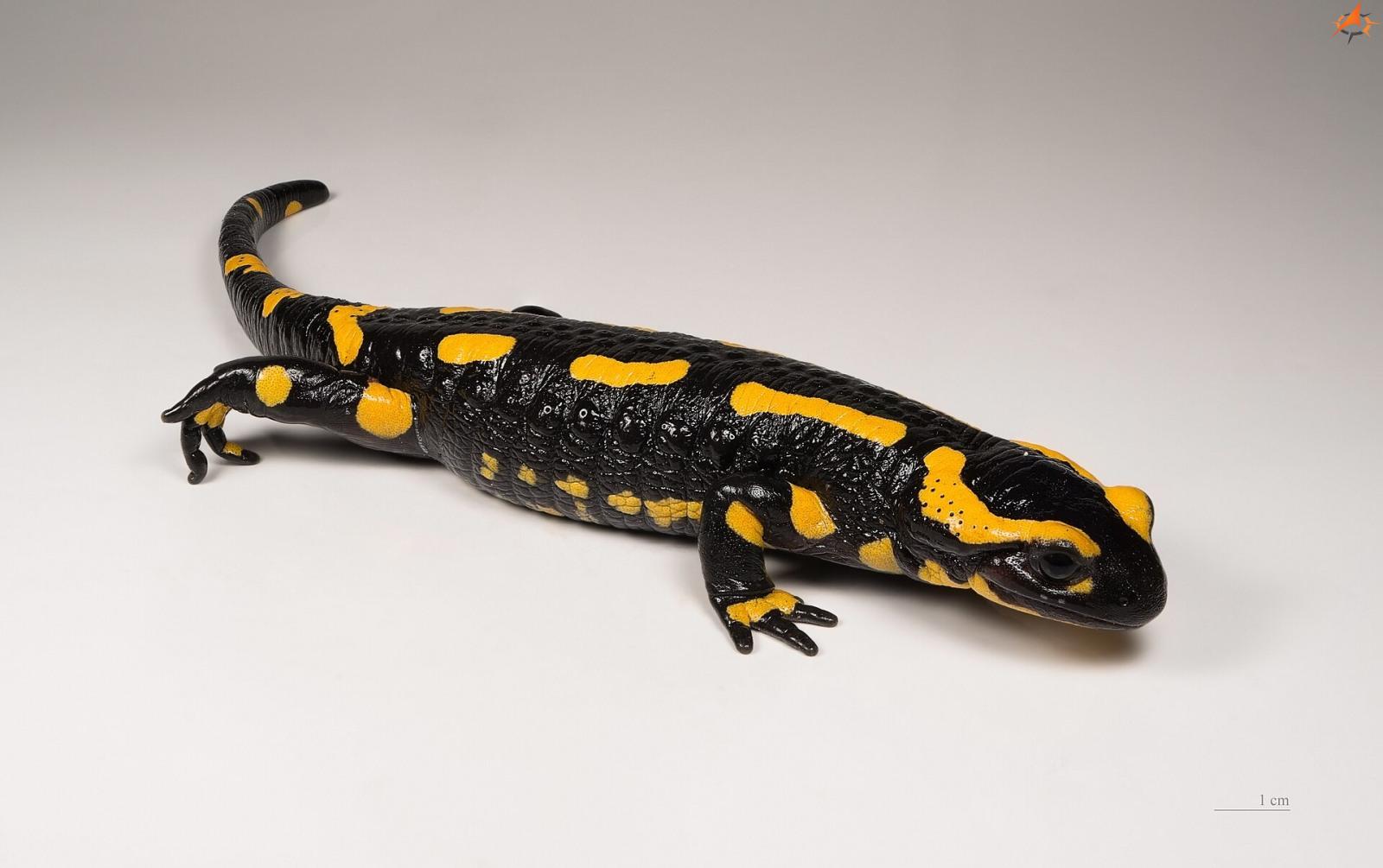Salamandre-kvrnit-CC-BY-SA-40Didier-Descouens